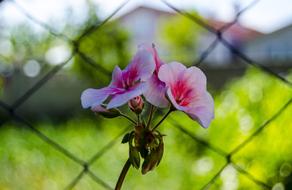 Flower Background Plant