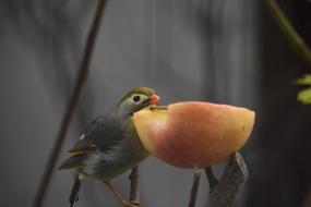 Birds Animal Apple