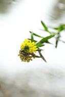 Water Rain Flower Spring