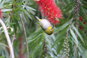 Oriental White Eye Bird in Nature