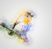 bird robin color animal art