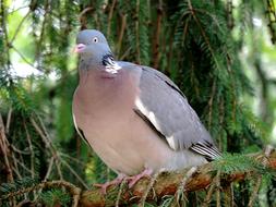 Dove Ringdove Bird Doves And