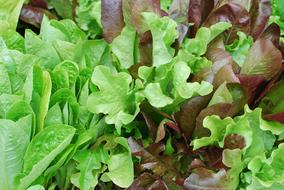 healthy vegetable leaves