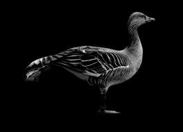 goose bird morning exercise funny