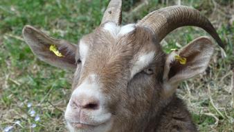 Goat Animal Portrait