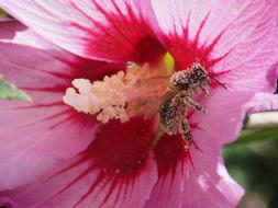 bee Insect on pink Flowers