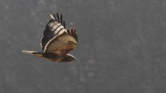 Bird Raptor In