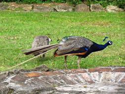 Peacock Bird Nature