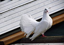 Dove White Bird