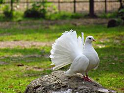 white pigeon with open tail perched stone