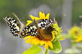 Nature Butterfly Sunflower
