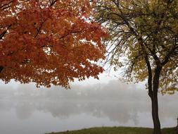 River Fall Trees