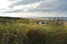 Dune Grass North Sea
