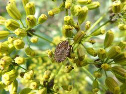 Beetle Wild Flower Seeds