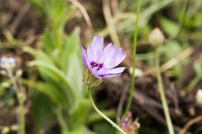Flower Macro Nature