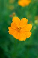 Flower Marigold