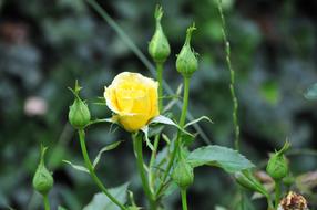blooming bright yellow rose in the garden