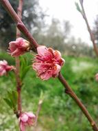 pink peach tree flowers close up