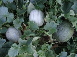 Melon plants with green fruits growing in garden
