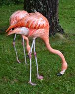 American Flamingo pink bird