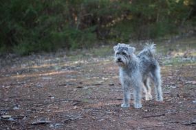 Dog Schnoodle Pet