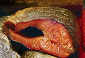 dried piece of large fish