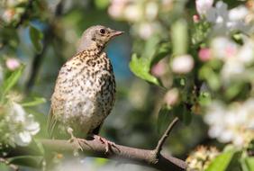 Thrush Apple Tree Wild