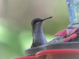 Bird Hummingbird Close Up