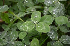 raindrops on clover, close-up