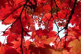 Red Foliage Trees