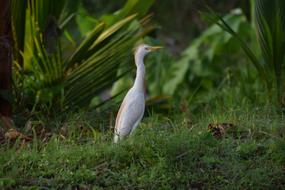 Bird Nature White
