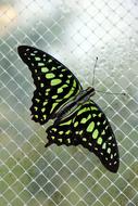 Neon Green Butterfly