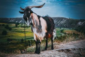 Animal Nature Goat Big