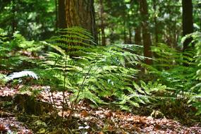 Ferns Forest Trees