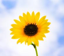 Agriculture yellow flower and sky