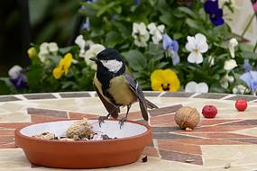 Animal Bird Tit Parus