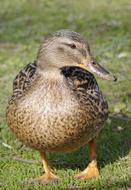 brown duck on green grass, close-up