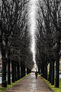 alley among the trees in autumn in St. Petersburg