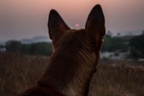 domestic Dog Pet Animal at sunset