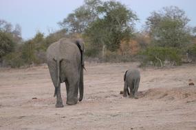 elephant with her cub in the savannah