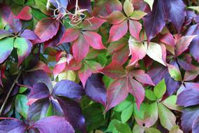 colorful foliage in the park