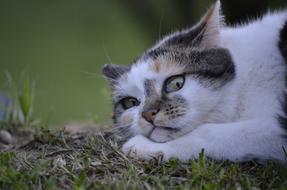 Cat Lurking Nature