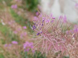 Fireweed, Purple Pink Flowers and seeds