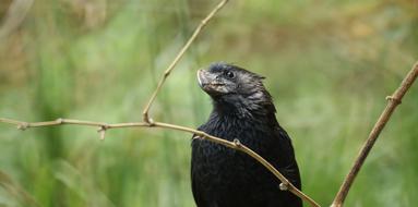 Fauna Ave Bird