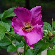 Red Fire Beetle And Spider In Rose