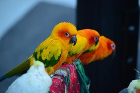 Parrot New Birds