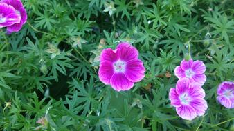 Geranium Hardy Little Monster