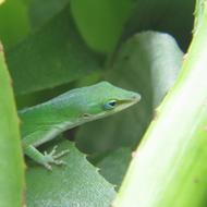 Reptile Lizard Green
