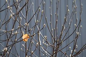 Leaves Spring Buds