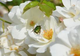 green beetle on white bud